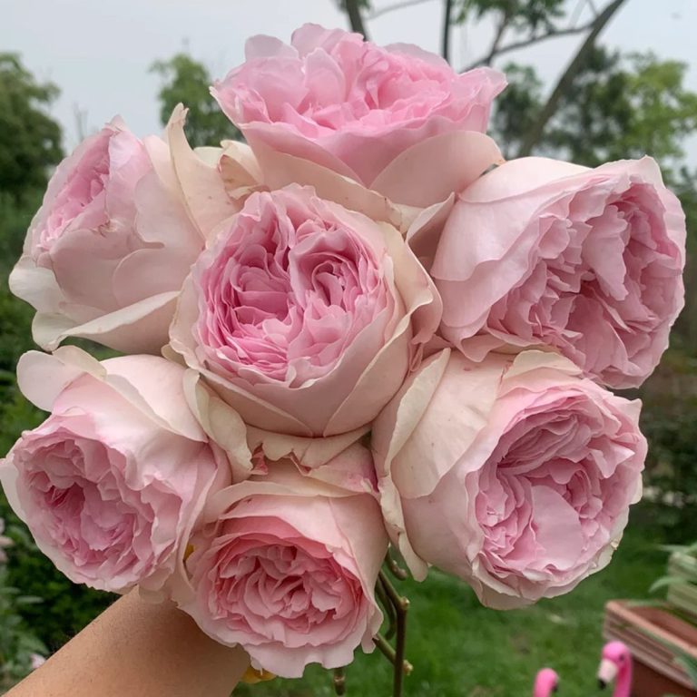 Yves L’esprit de Fille