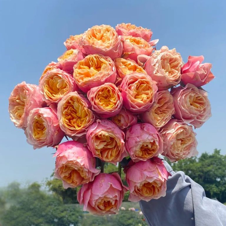 Romantic Vuvuzela