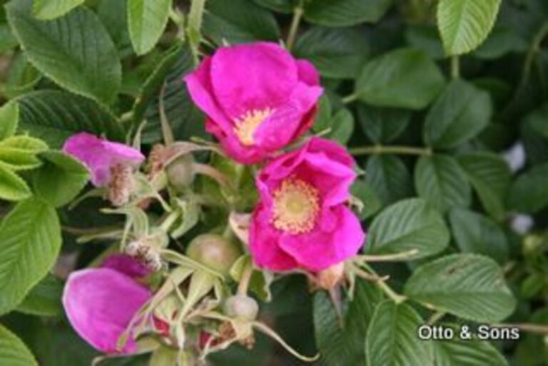 Rugosa