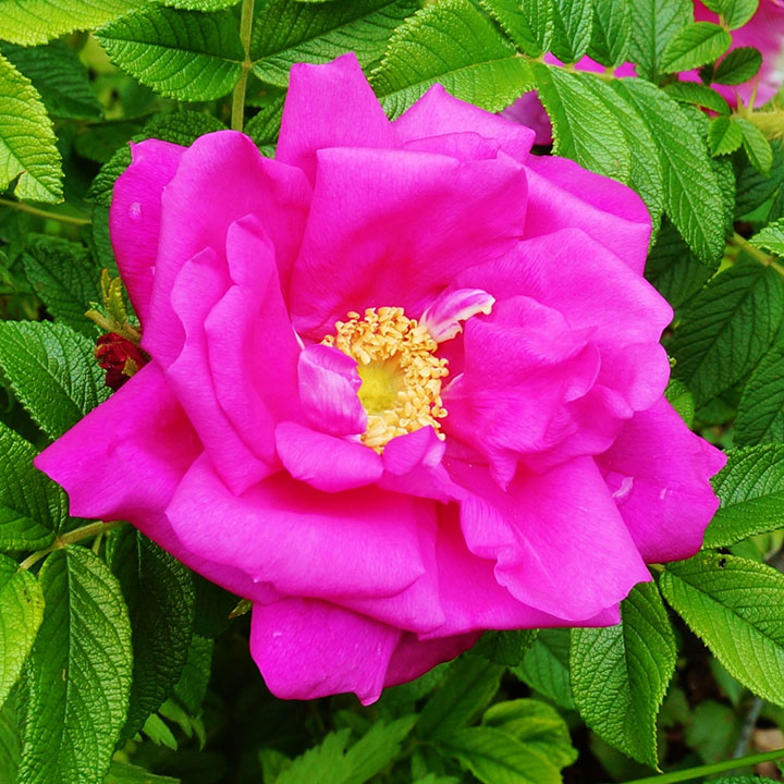 Foxi Pavement Rugosa