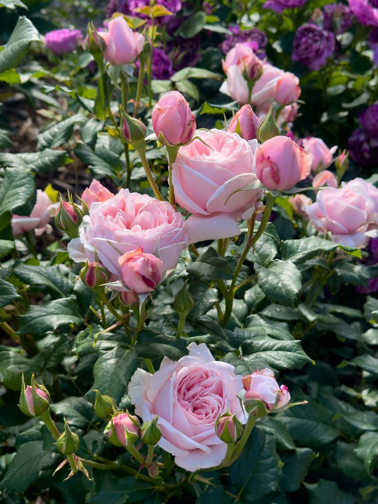 Fragrant Pink French