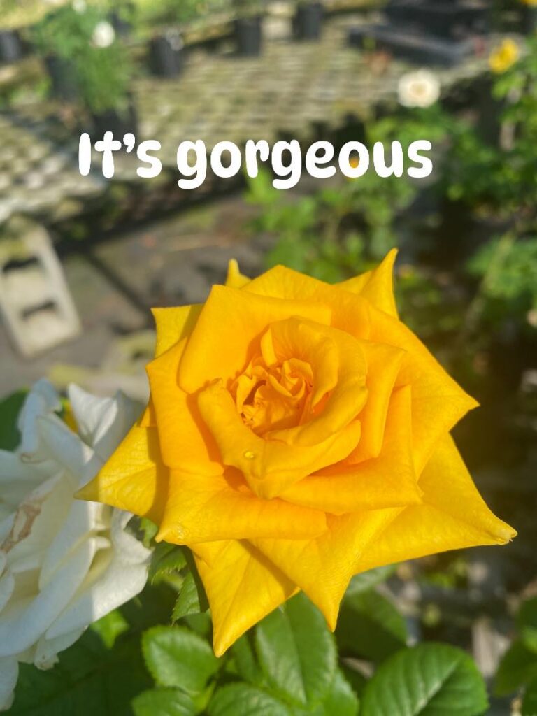 It’s Gorgeous