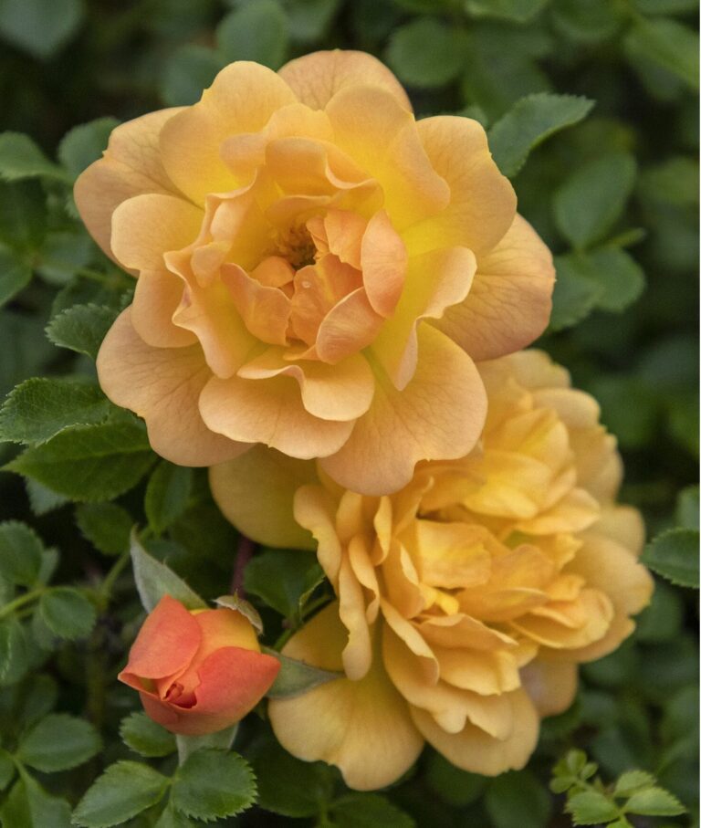 Itsy Bitsy ® Peach