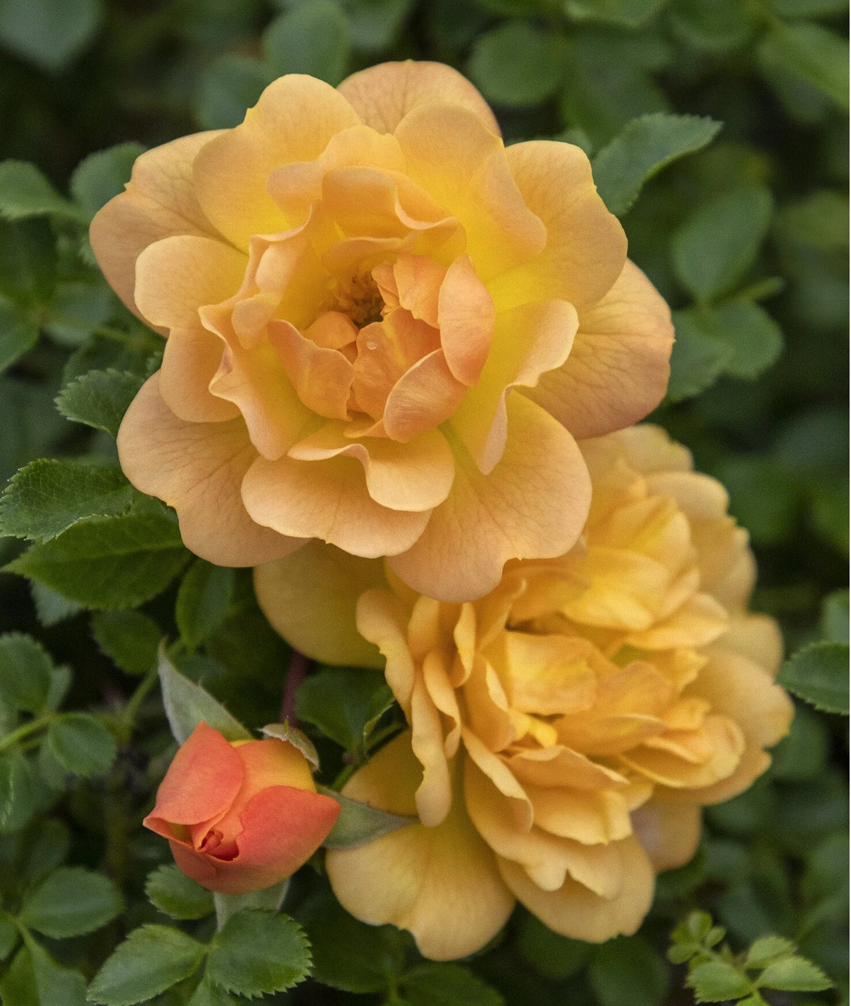 Itsy Bitsy ® Peach