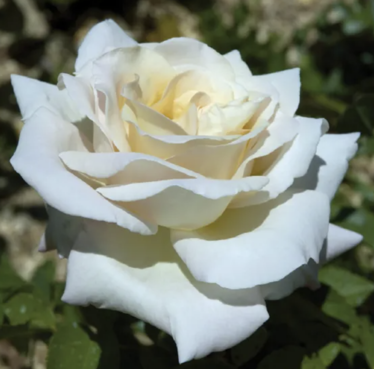 Jardins de Bagatelle