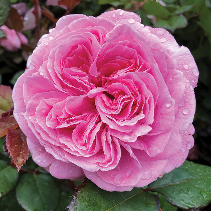 Parfuma® Summer Romance™