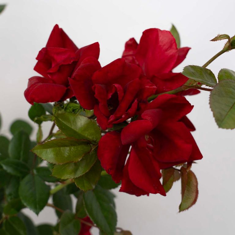Kolorscape® Kardinal™ – Kordes® Roses
