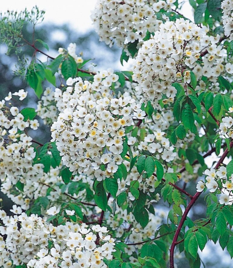 Rosa filipes ‘Kiftsgate’
