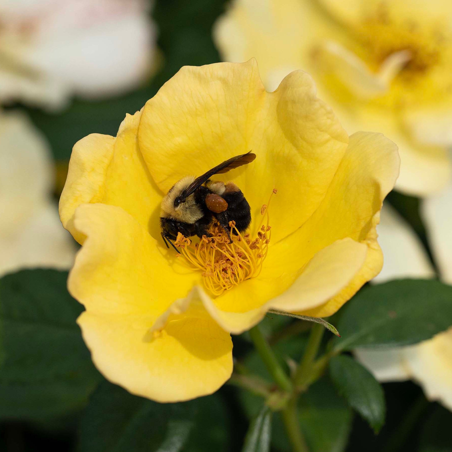 Easy Bee-zy Knock Out