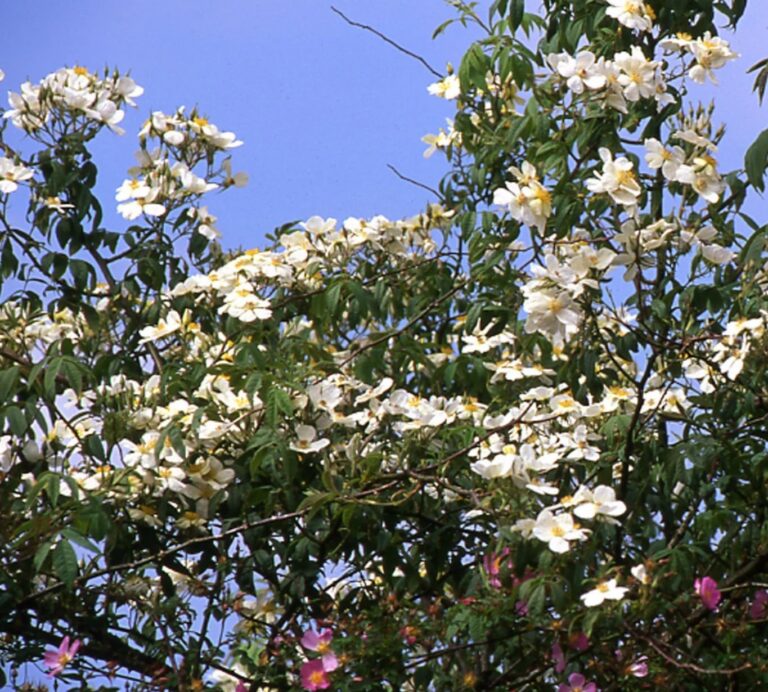 Rosa brunonii ‘La Mortola’