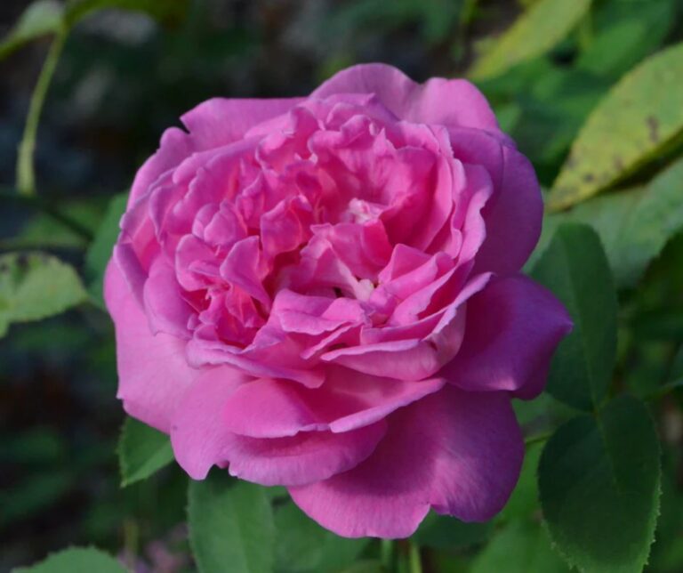 La Reine