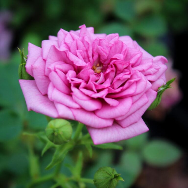 Lavender Jewel