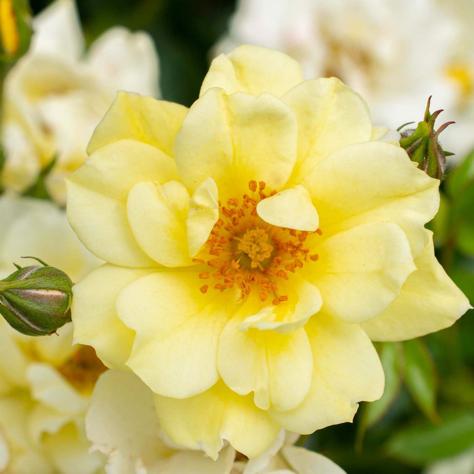 Lemon Drift