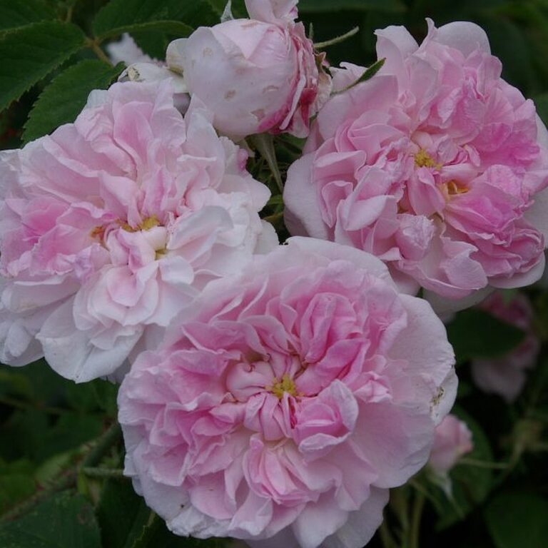 Madame A. Labbey
