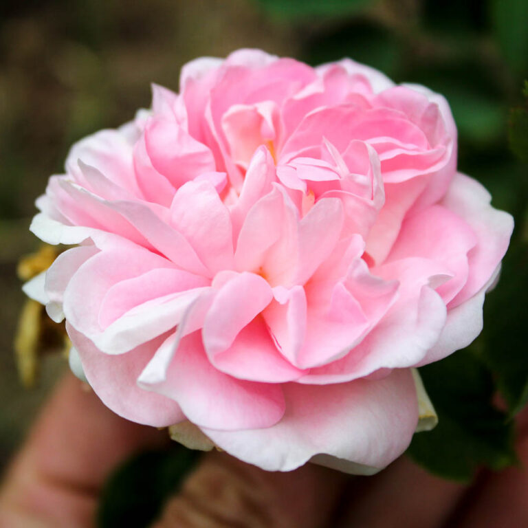 Great Maiden’s Blush