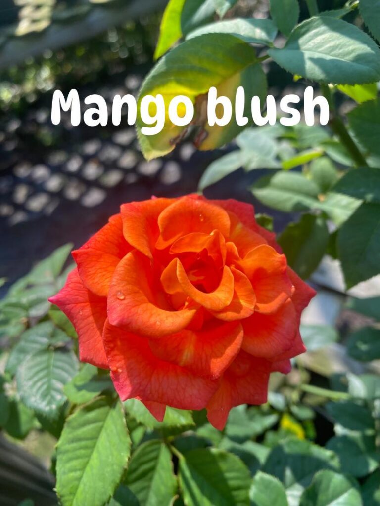 Mango Blush