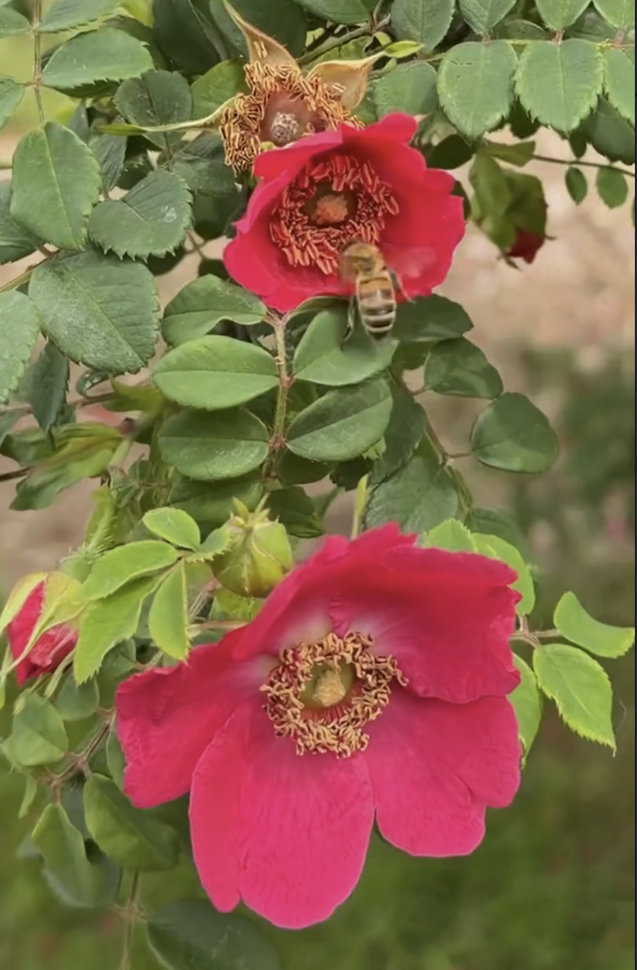 R. moyesii