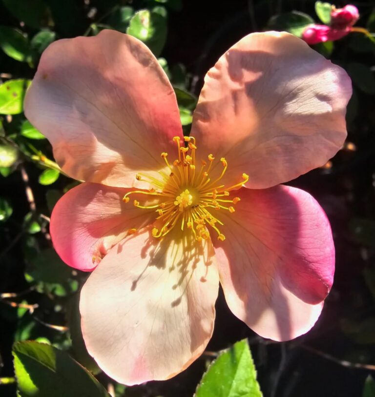 Mutabilis (china, Unknown, before 1894)