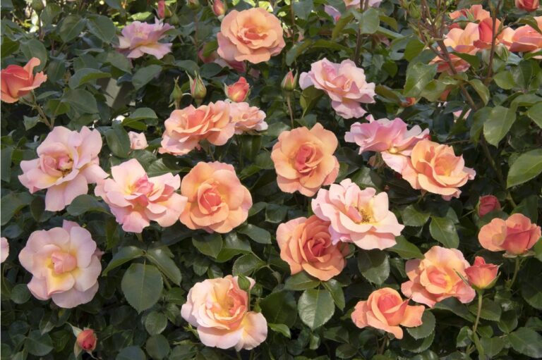 Nitty Gritty® Peach