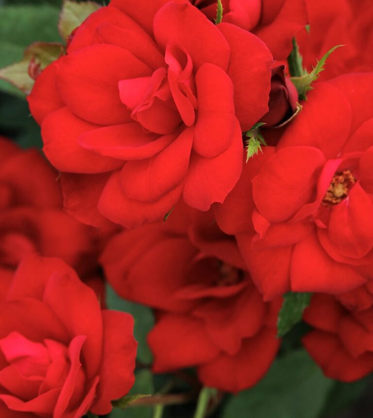 Nitty Gritty® Red Rose