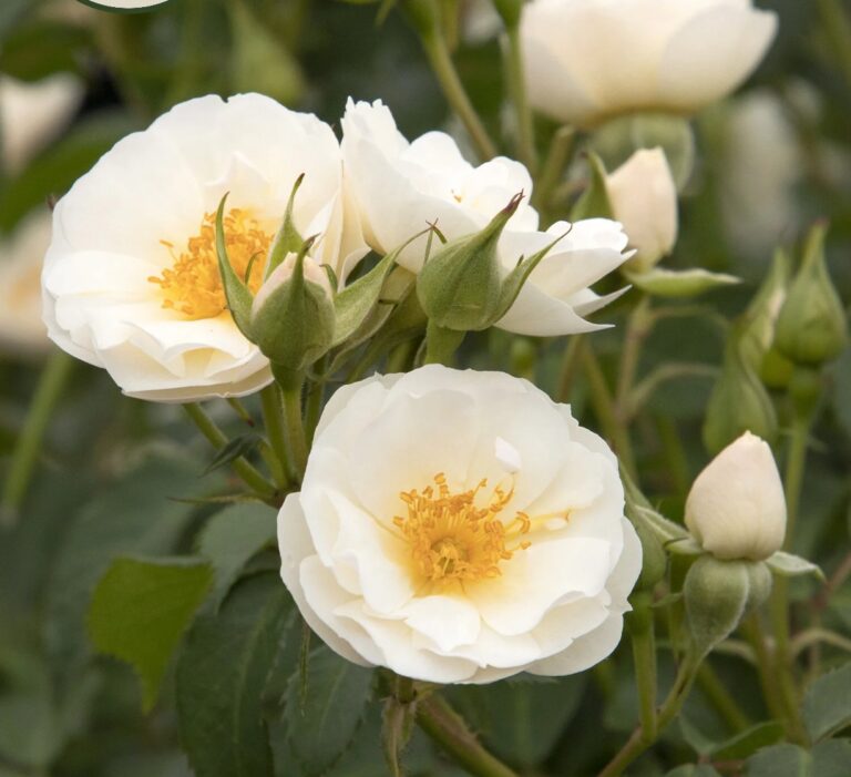 Nitty Gritty® White