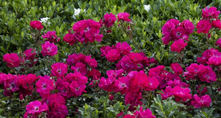 Nitty Gritty™ Pink