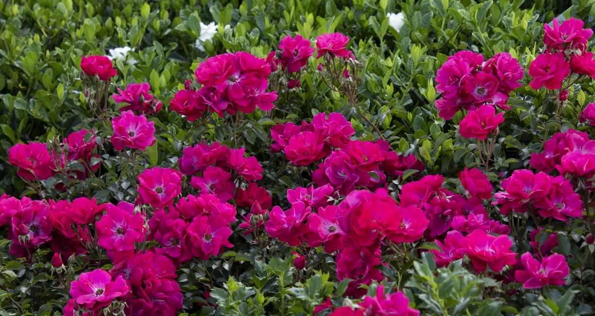 Nitty Gritty™ Pink - My Rose Tracker