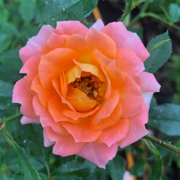 Orange Honey