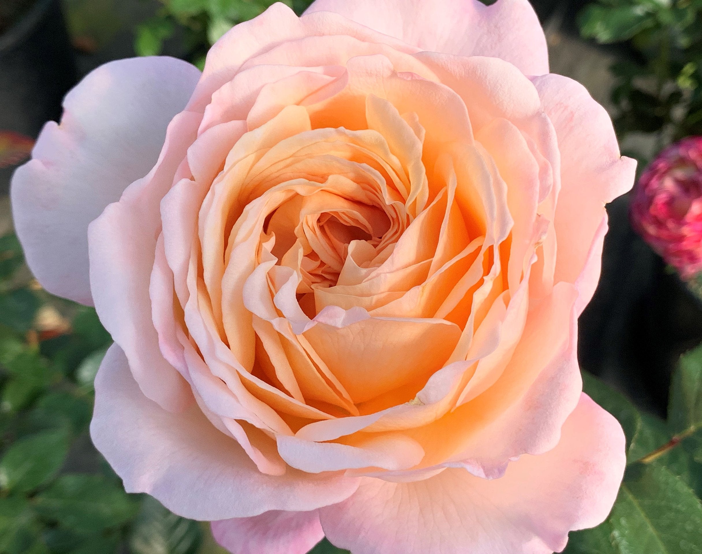 Parfuma® Sunrise