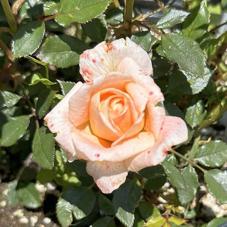 Peach Delight ™