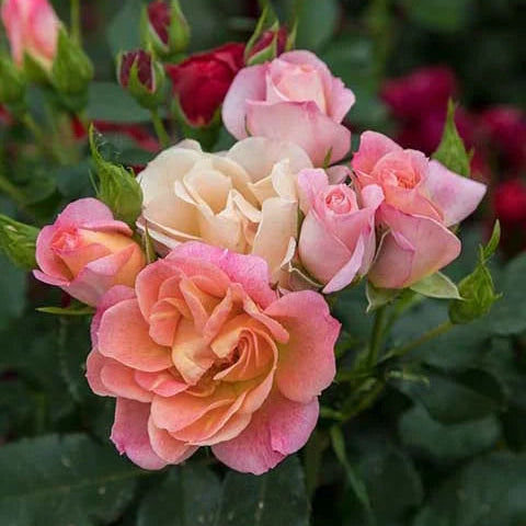 Sunblaze® Peach
