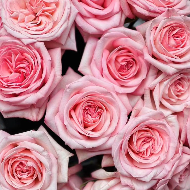 Pink O’hara