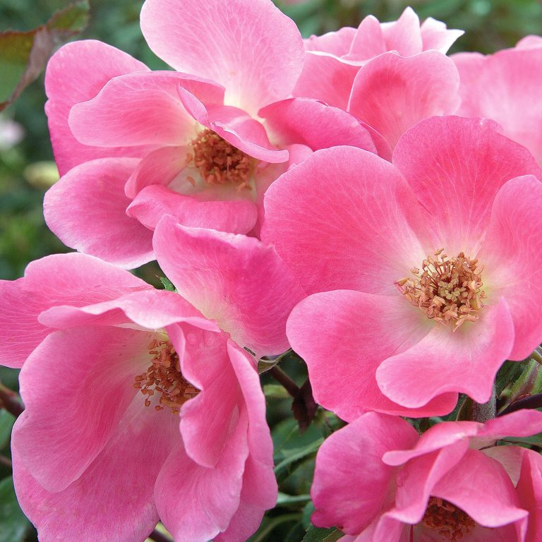 Pink Knock Out