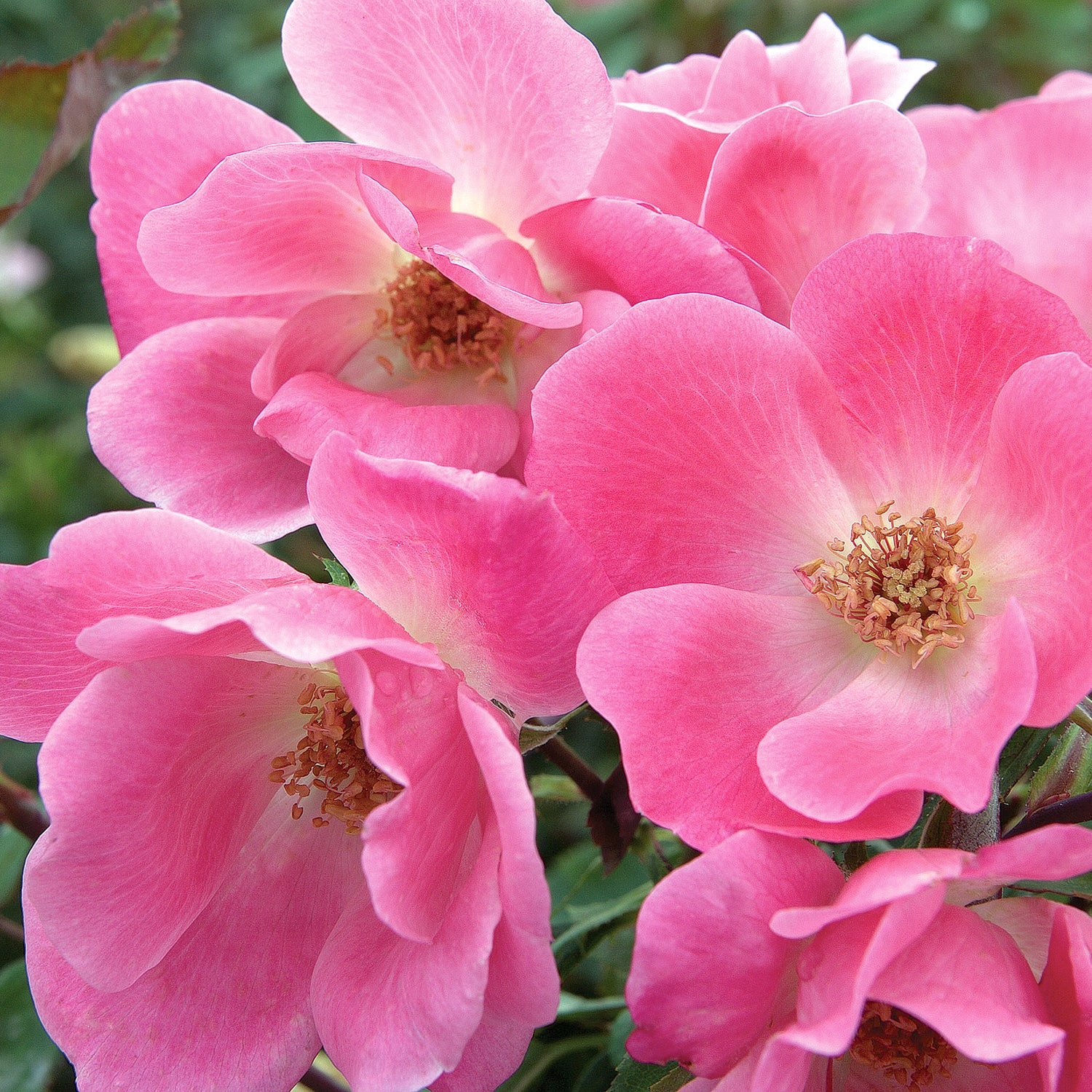 Pink Knock Out
