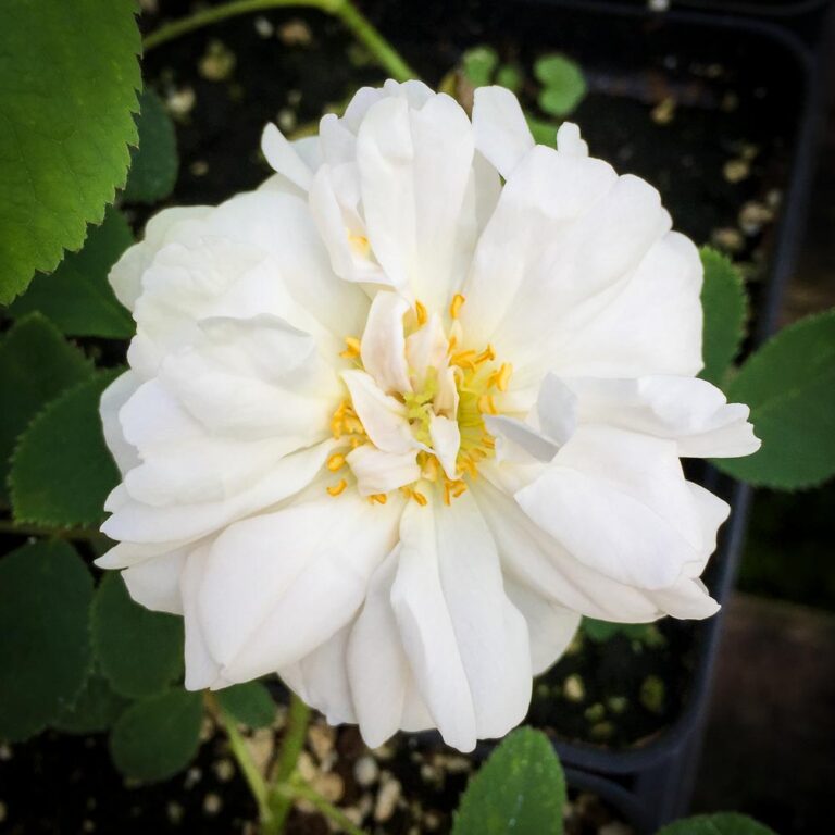 Quatre Saisons Blanc Mousseux