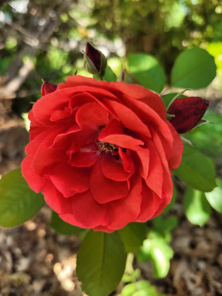 Morden Fireglow