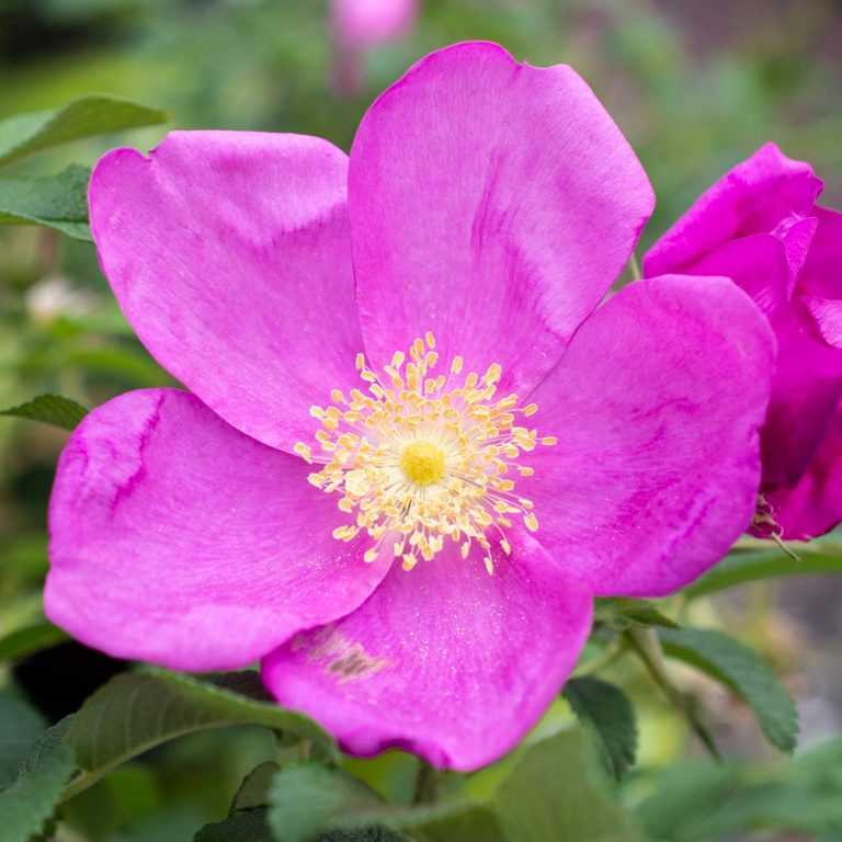 Raspberry Rugostar