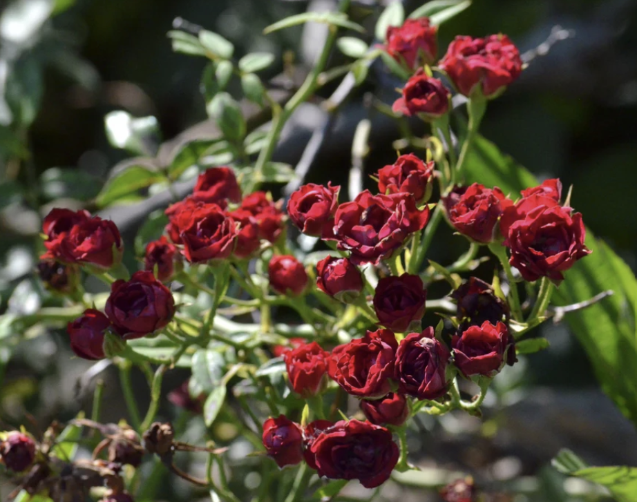 Red Cascade