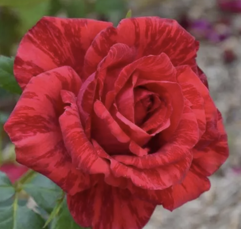 Red Intuition