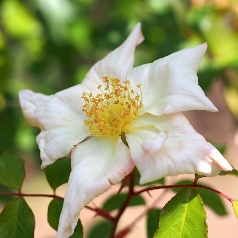 Rosa gigantea
