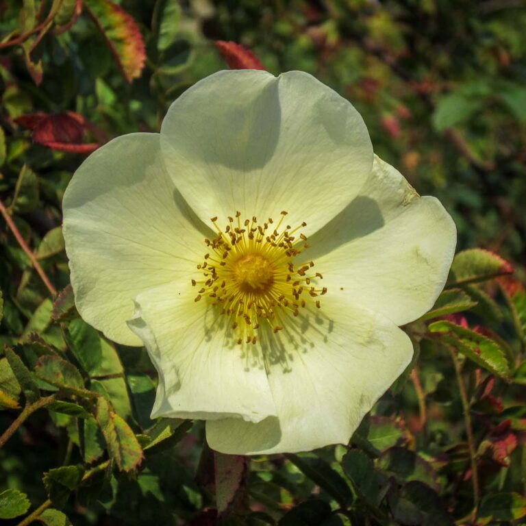 Rosa hugonis