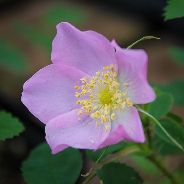 Rosa acicularis ‘Aurora’