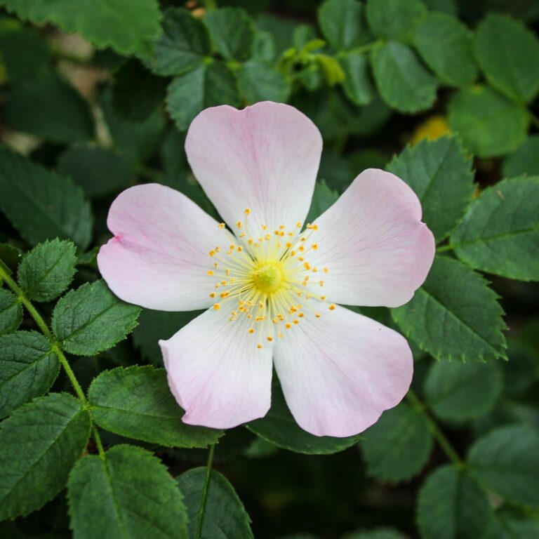Rosa Canina