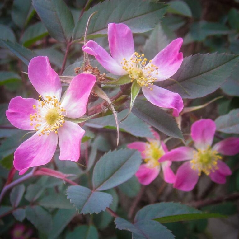 Rosa glauca (R. rubrifolia)