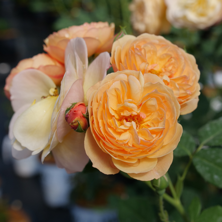 Flavorette® Honey-Apricot