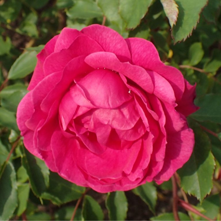 Morden Ruby
