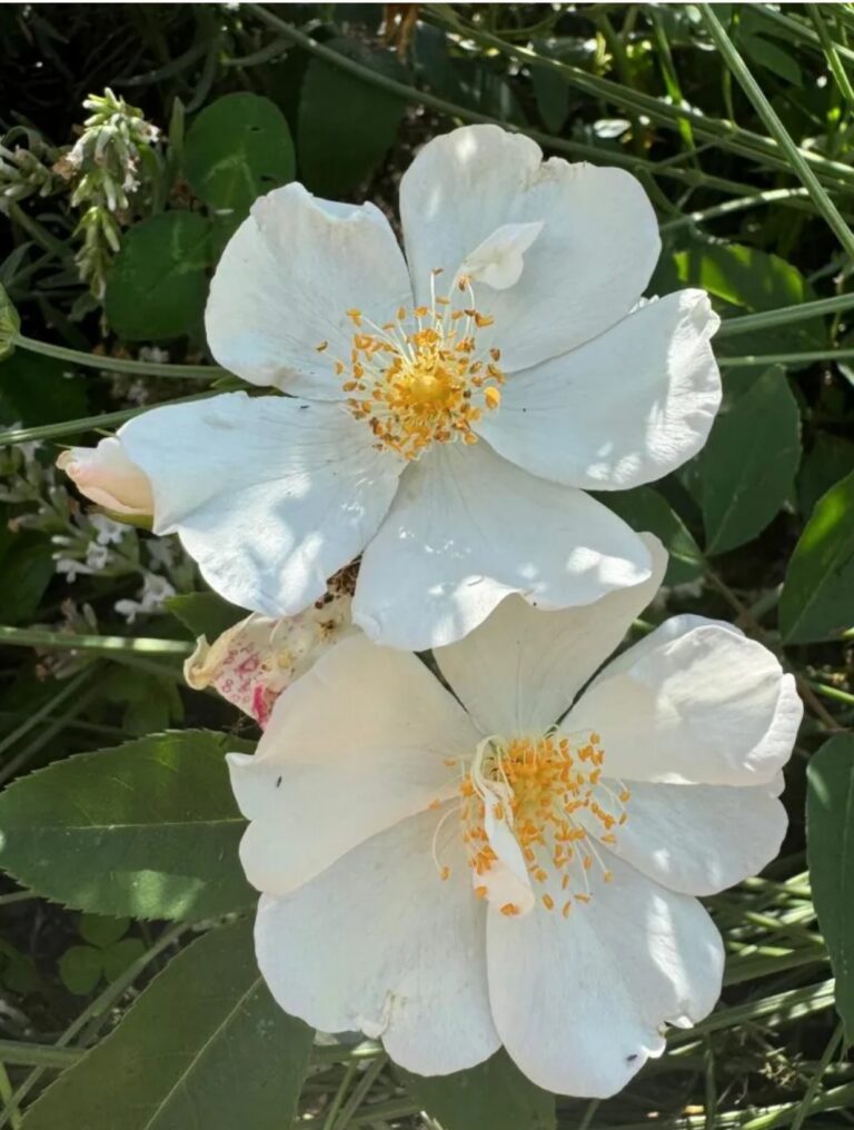 Secret Garden Musk Climber