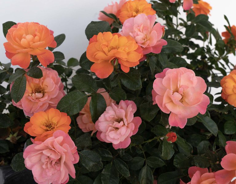 Sugar Candy Rose