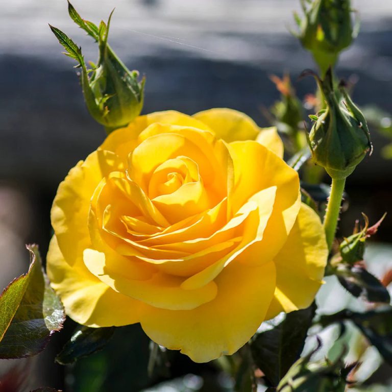 Veranda® Sunbeam™