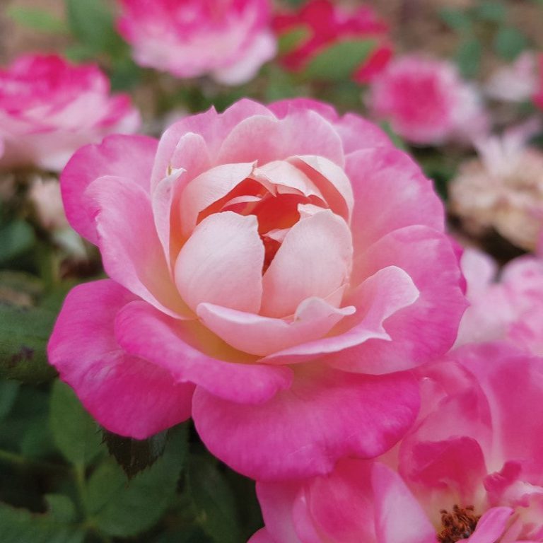 Sunblaze®  Pink